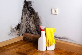 Professional Mold Inspection in Jean Lafitte, LA